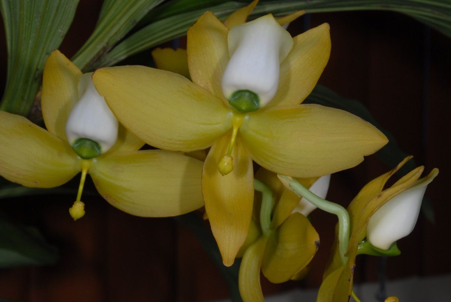 Cycnoches loddigesii