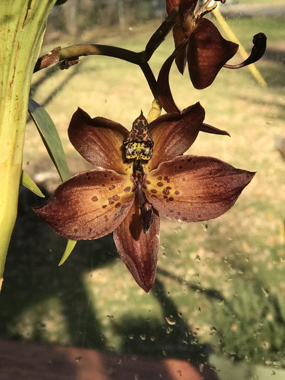 Cycnoches chlorochilon Орхидея