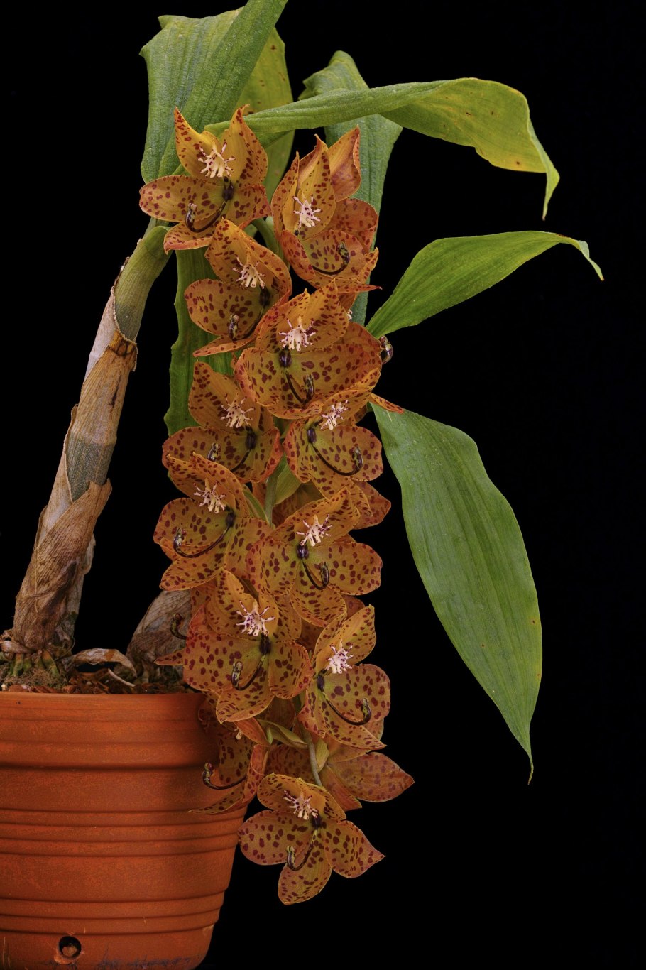 Cycnoches loddigesii x Catasetum pileatum