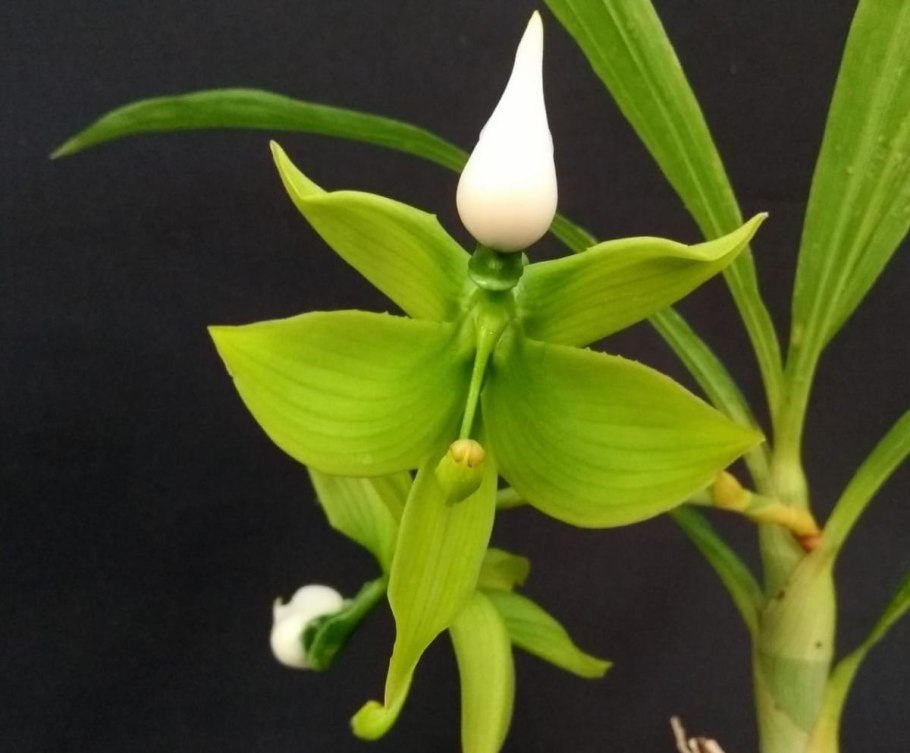 Cycnoches (cooperi x barthiorum)