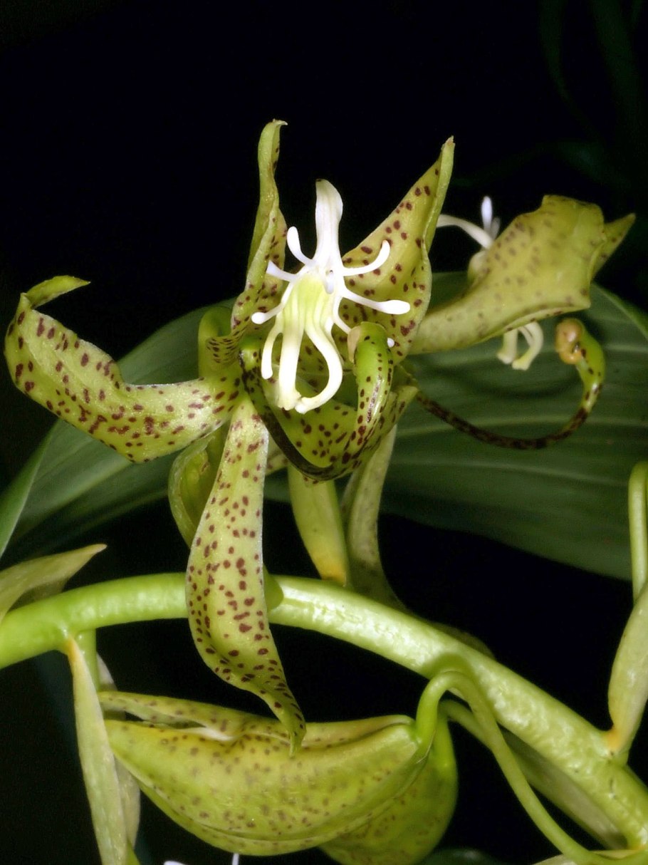 Орхидея черная пантера