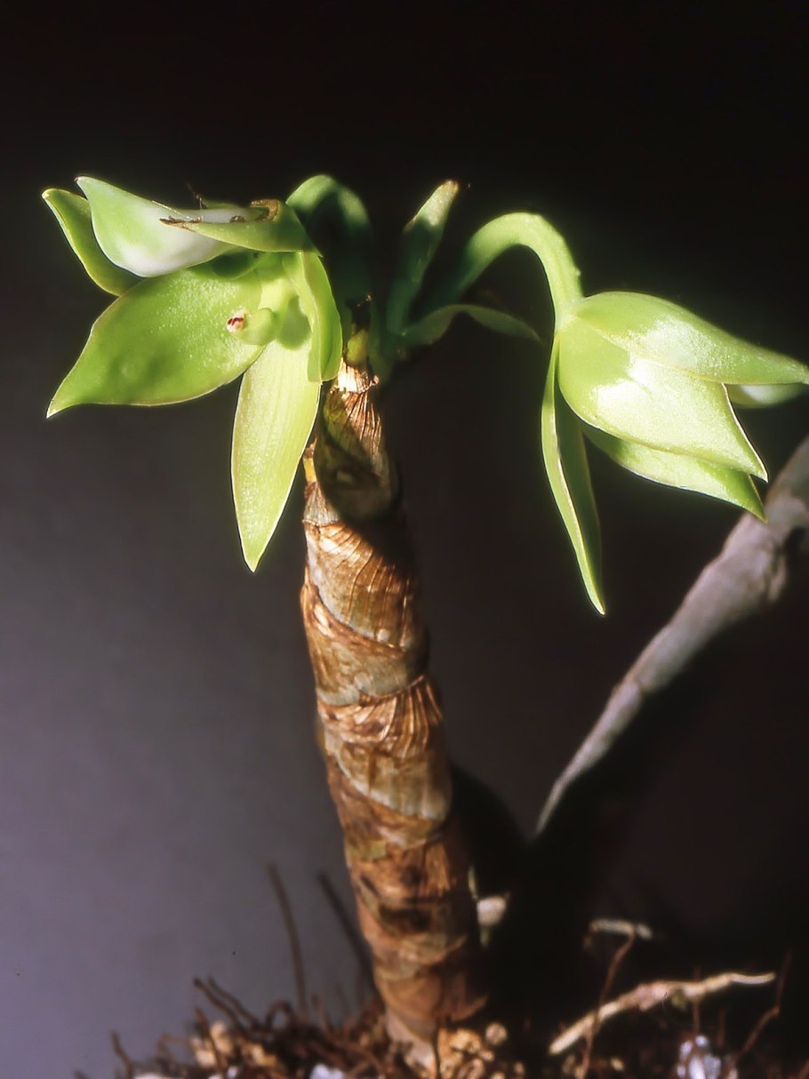 Cycnoches ( pentadactilum x egertonianum)