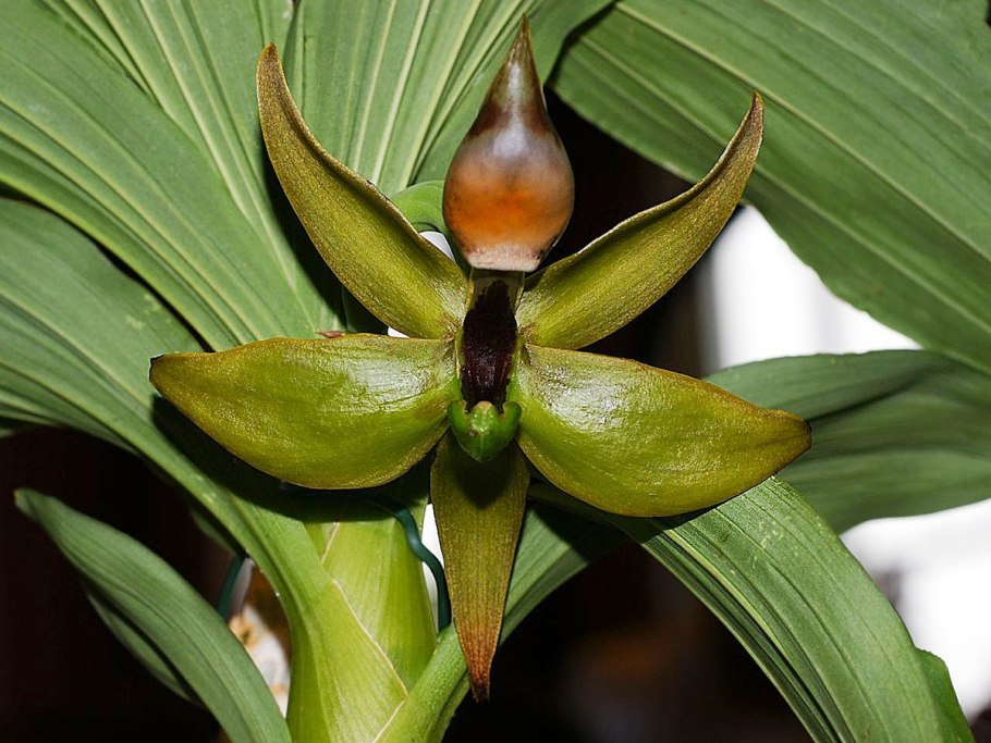 Cycnoches warscewiczii