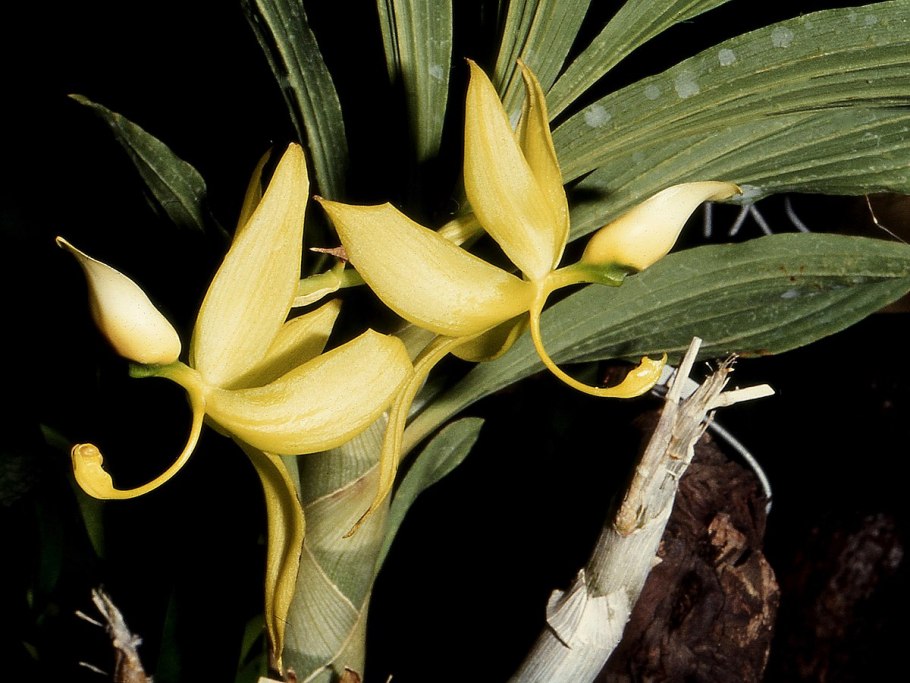 Cycnoches egertonianum Red