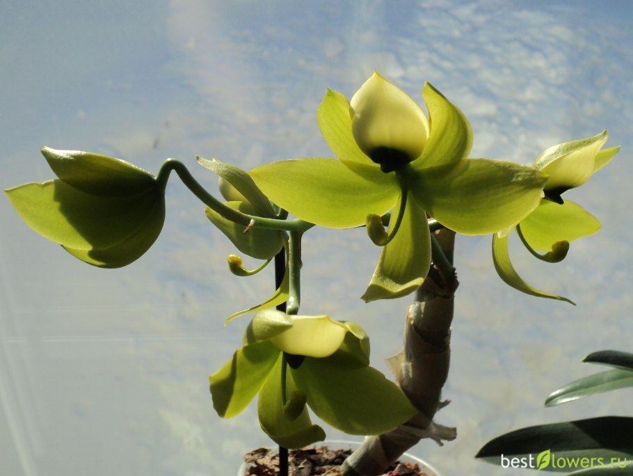 Цикнохес цветение