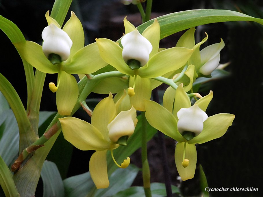 Орхидея Цикнохес