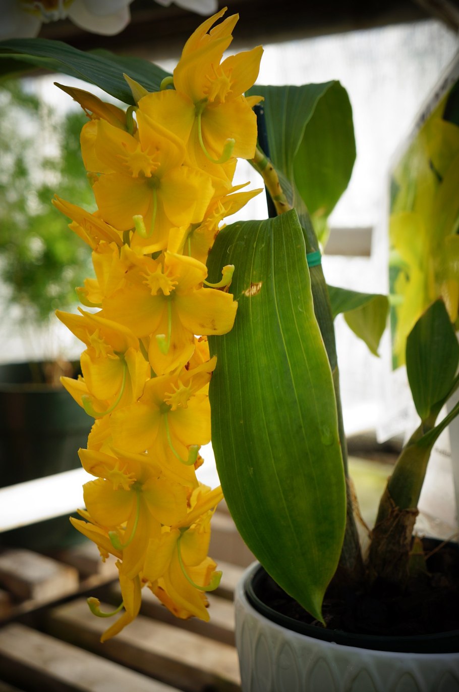 Цикнодес хлорохилон