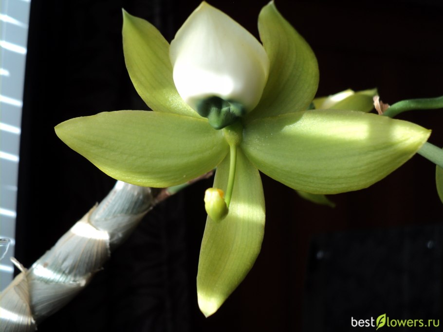 Cycnoches chlorochilon