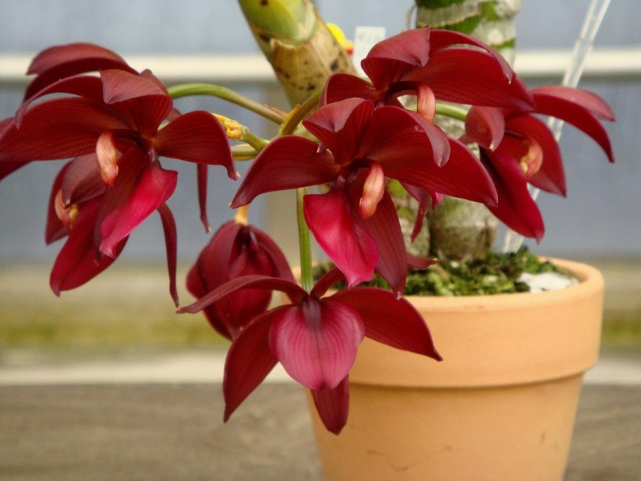 Cycnoches chlorochilon