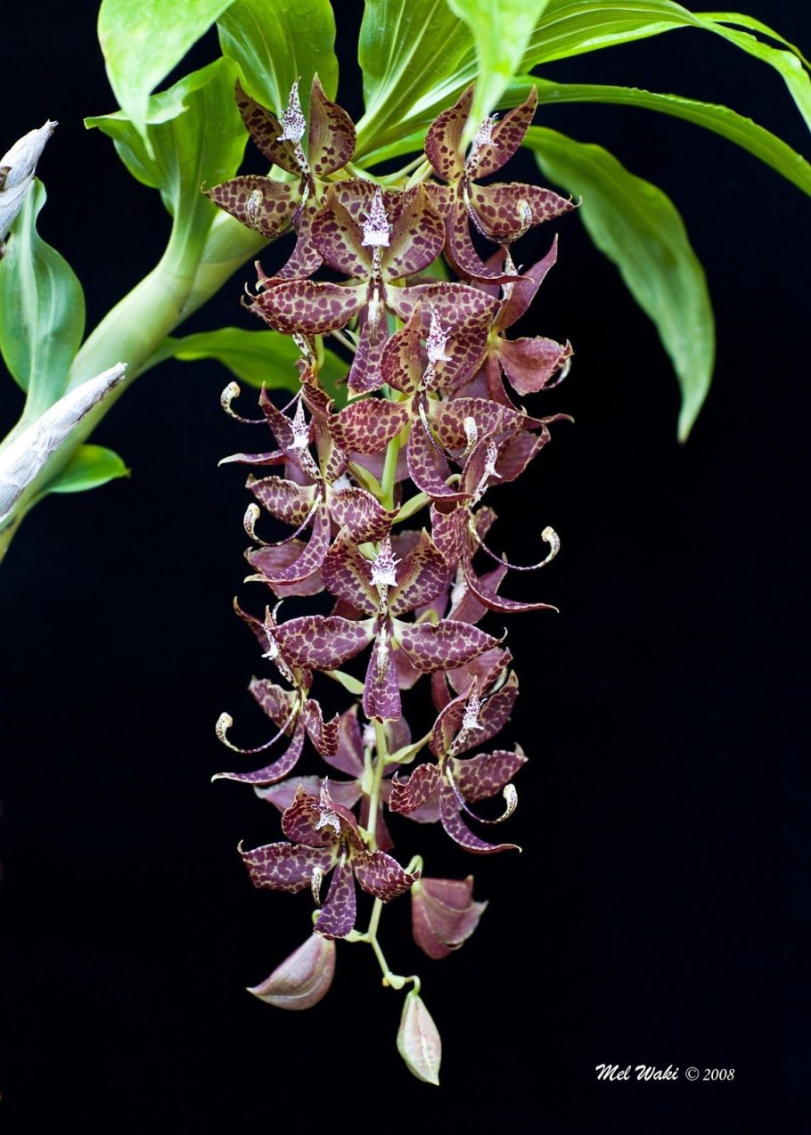Cycnoches loddigesii