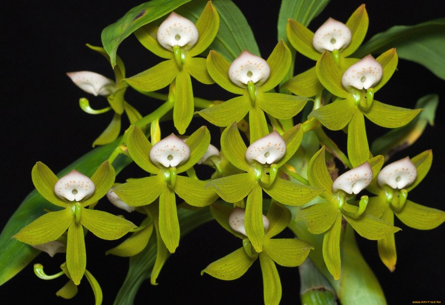 Biodiversity Heritage Library