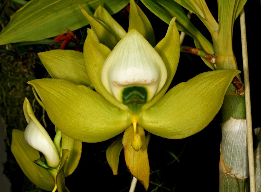 Цикнодес вайн Делайт