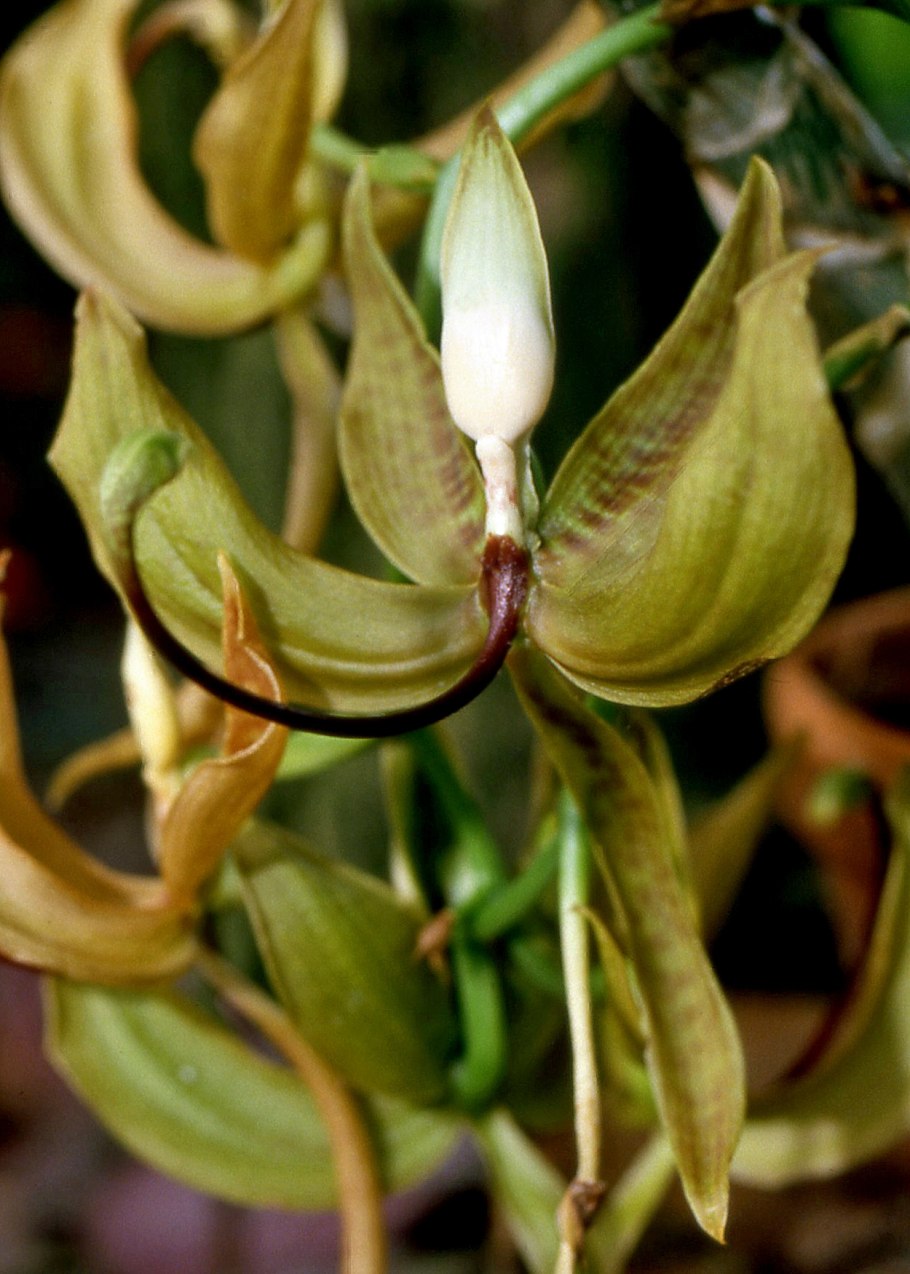 Cycnoches (cooperi x barthiorum)