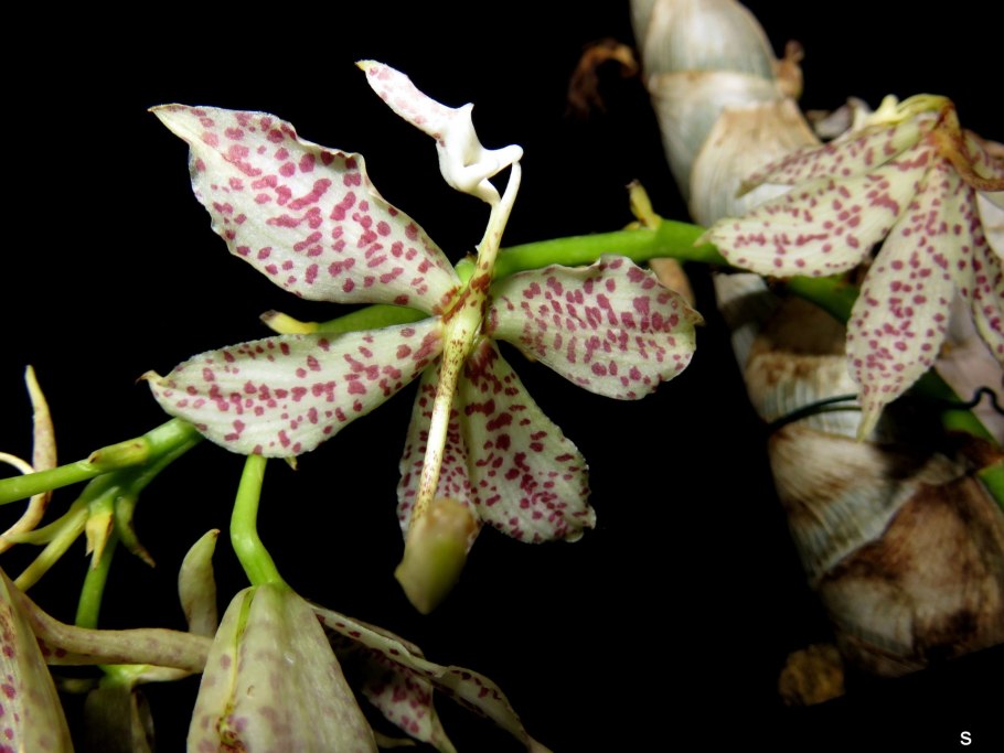 Cycnoches ( pentadactilum x egertonianum)