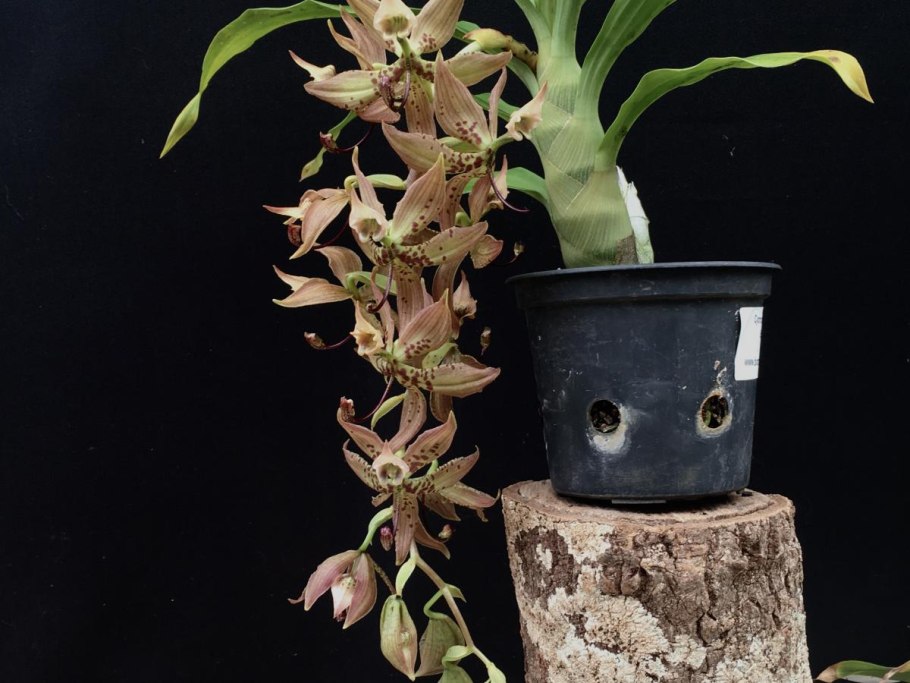 Орхидея Цикнохес