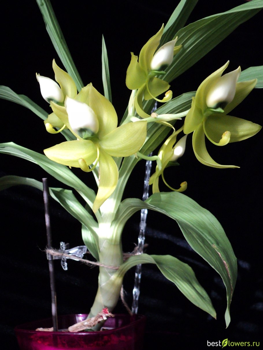 Cycnoches warscewiczii