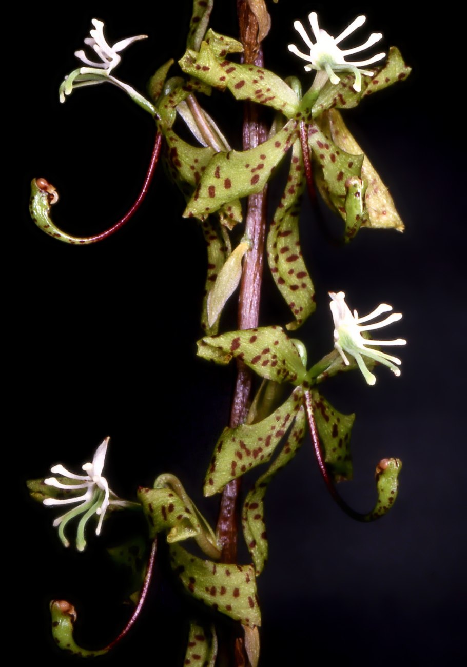 Орхидея Cycnodes Jumbo Cooper