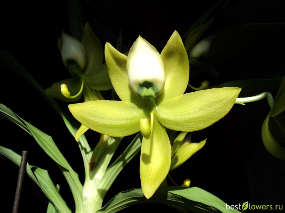 Trigonidium egertonianum