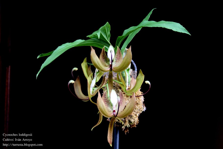 Cycnoches ( pentadactilum x egertonianum)