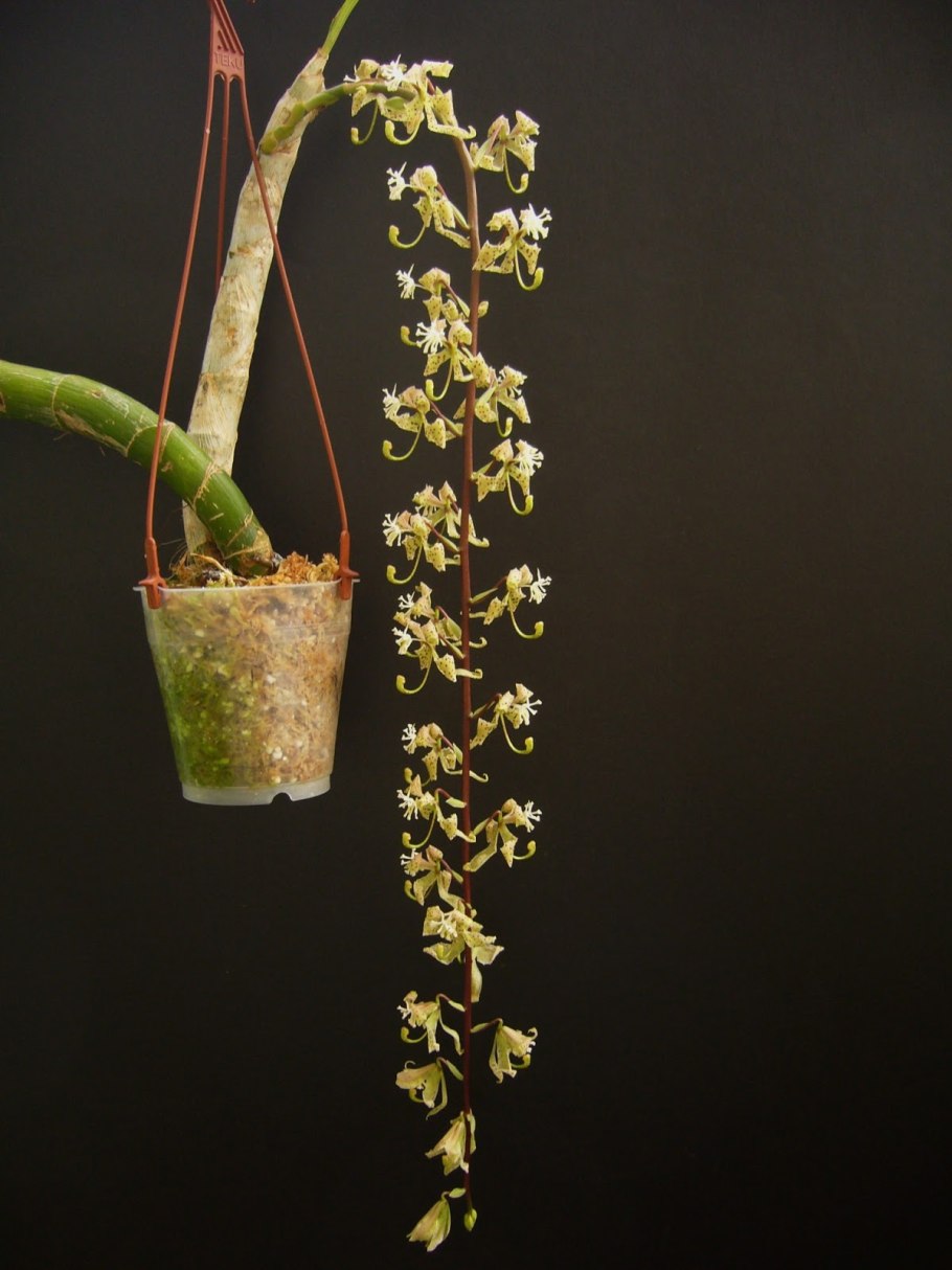 Cycnoches ( pentadactilum x egertonianum)