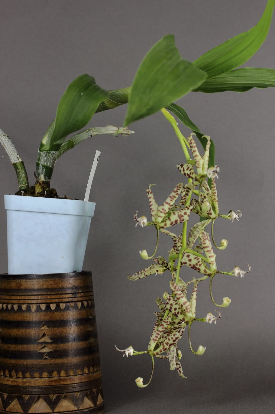 Cycnoches ( pentadactilum x egertonianum)