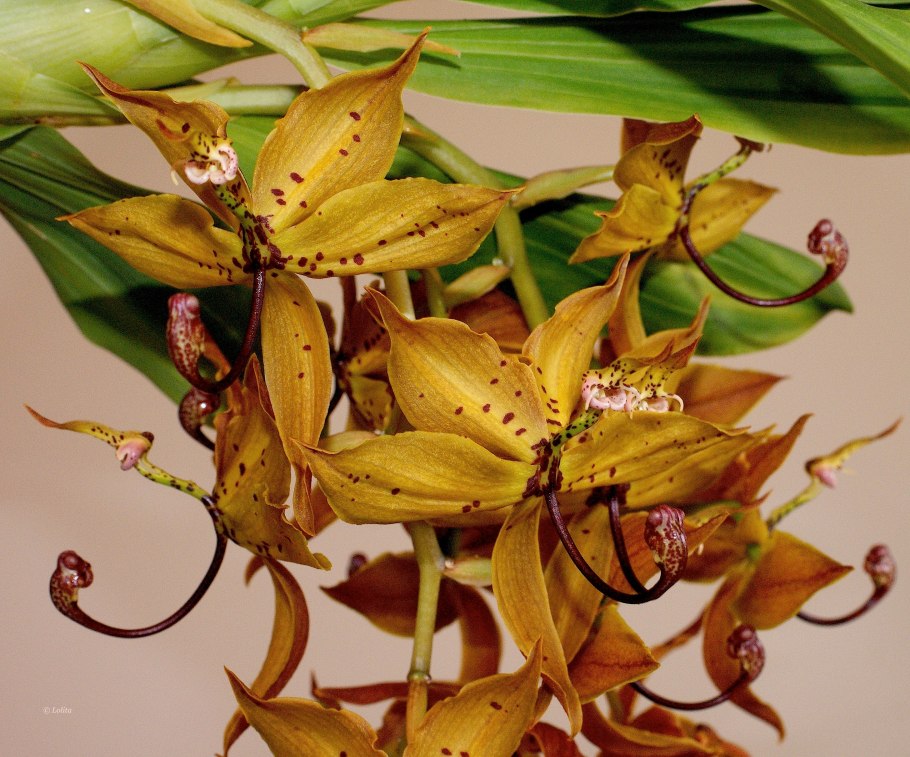 Cycnodes Jumbo Phoenix 'Jumbo'