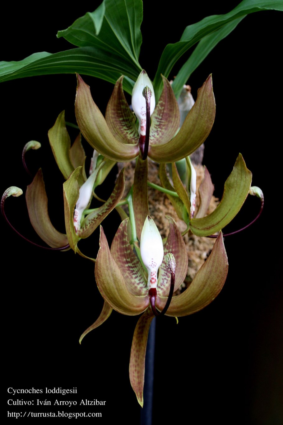 Коричневая Орхидея фаленопсис