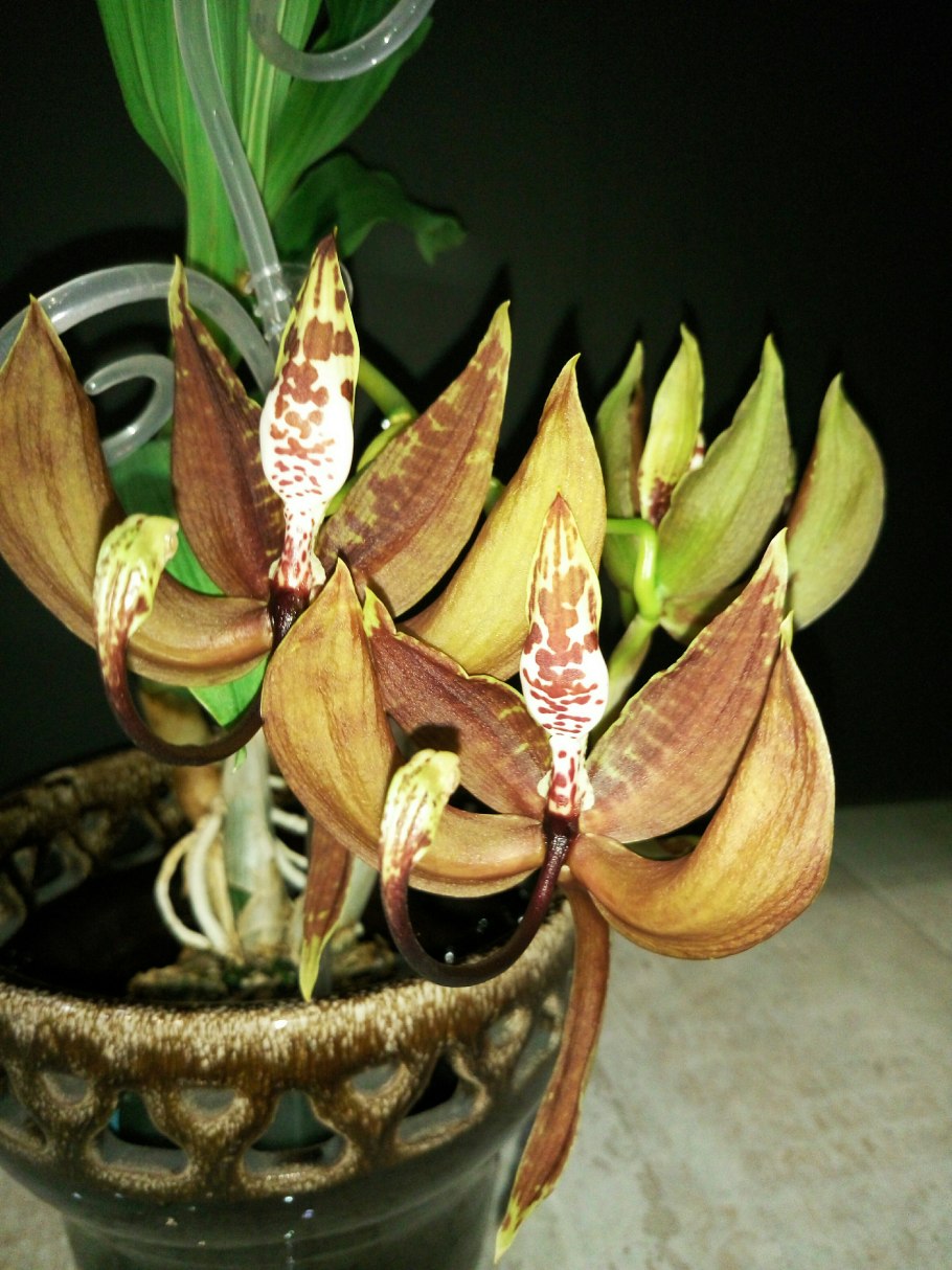 Cycnoches ( pentadactilum x egertonianum)