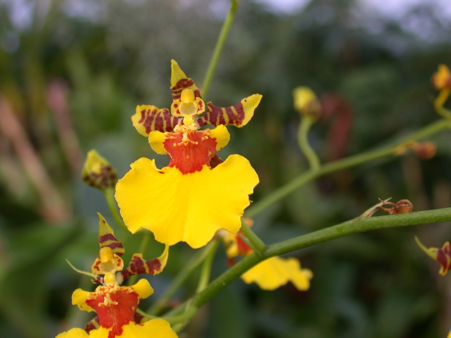 Oncidium chrysomorphum