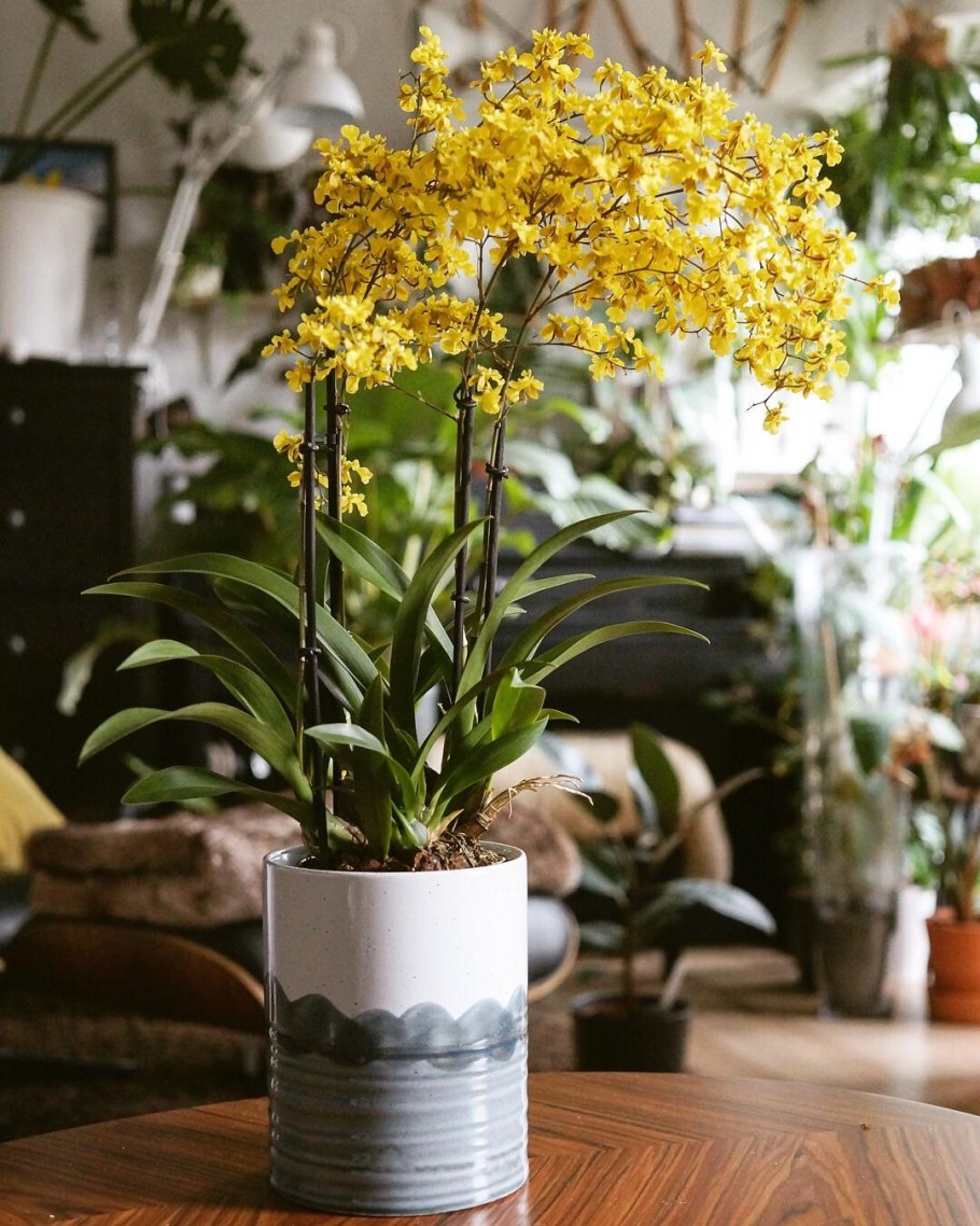 Орхидея Oncidium Excavatum