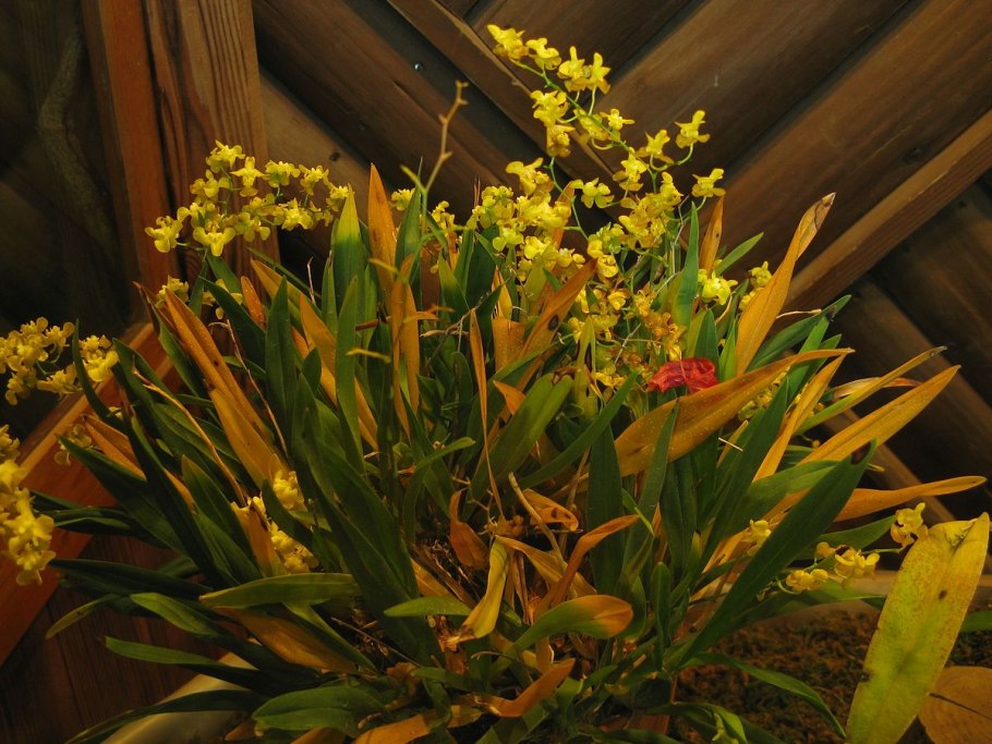 Oncidium cheirophorum