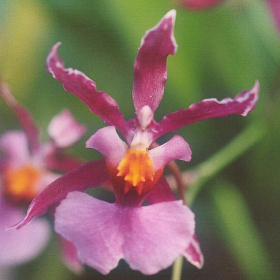 Odontoglossum Praestans