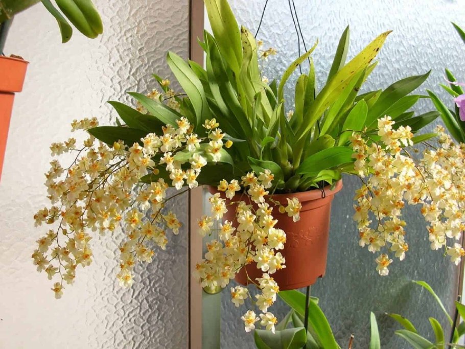 Онцидиум тигровый (Oncidium tigrinum)
