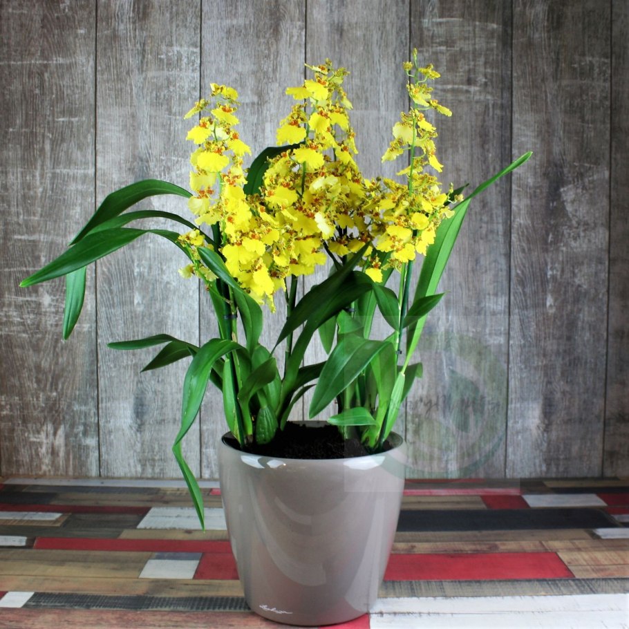 Oncidium sotoanum