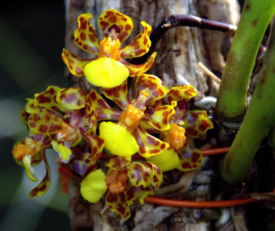 Oncidium Twinkle желтый