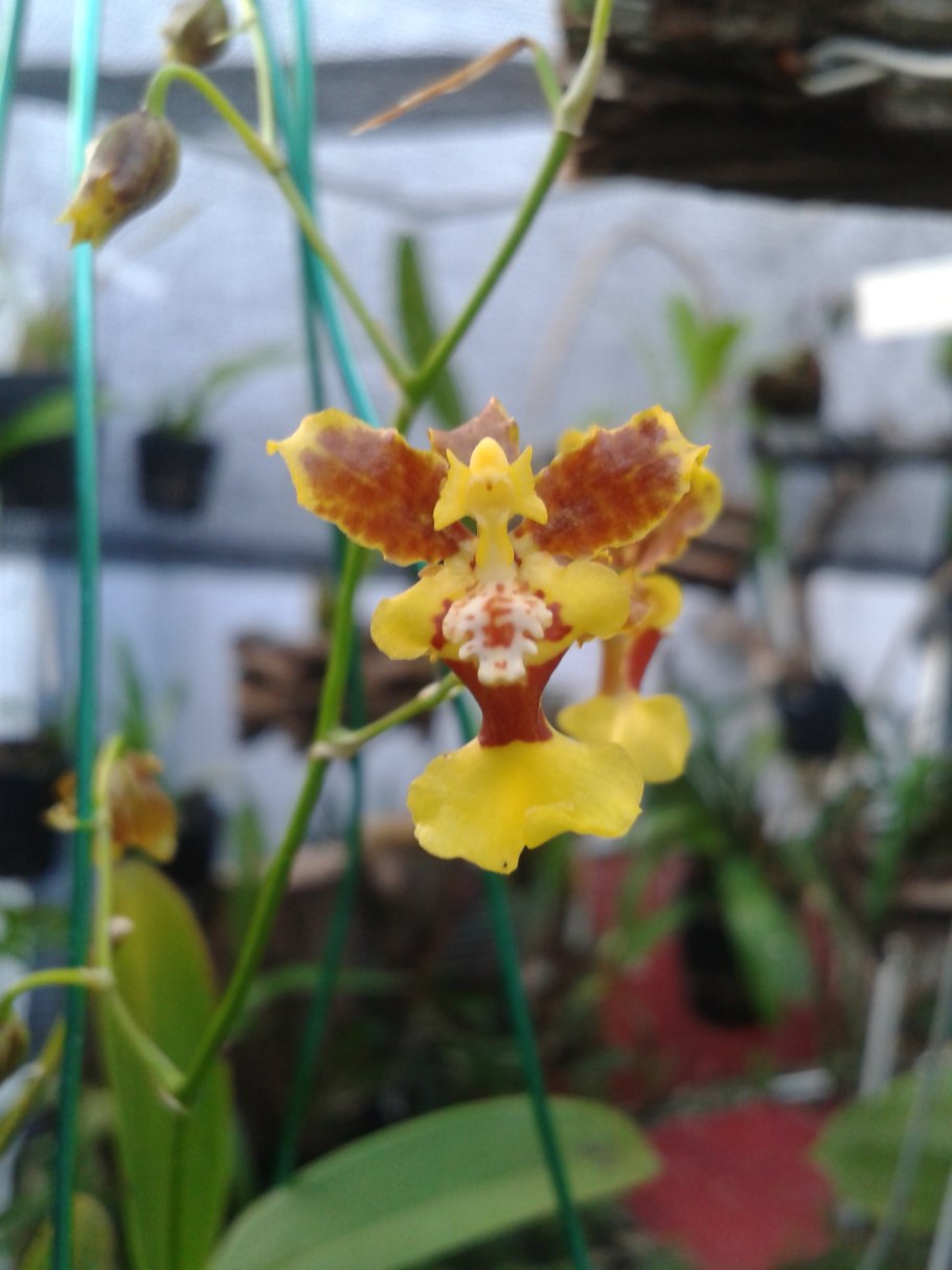 Vandopsis lissochiloides х sib