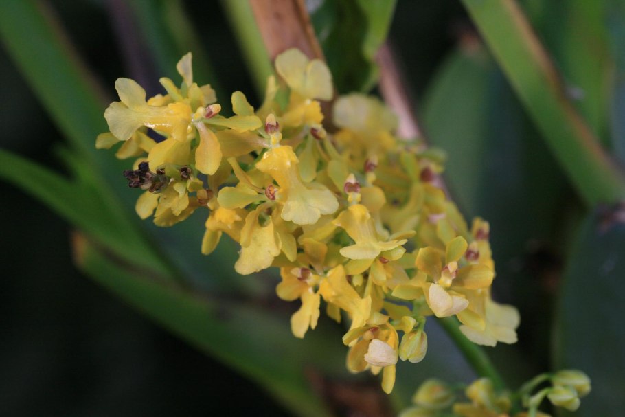 Oncidium oliganthum
