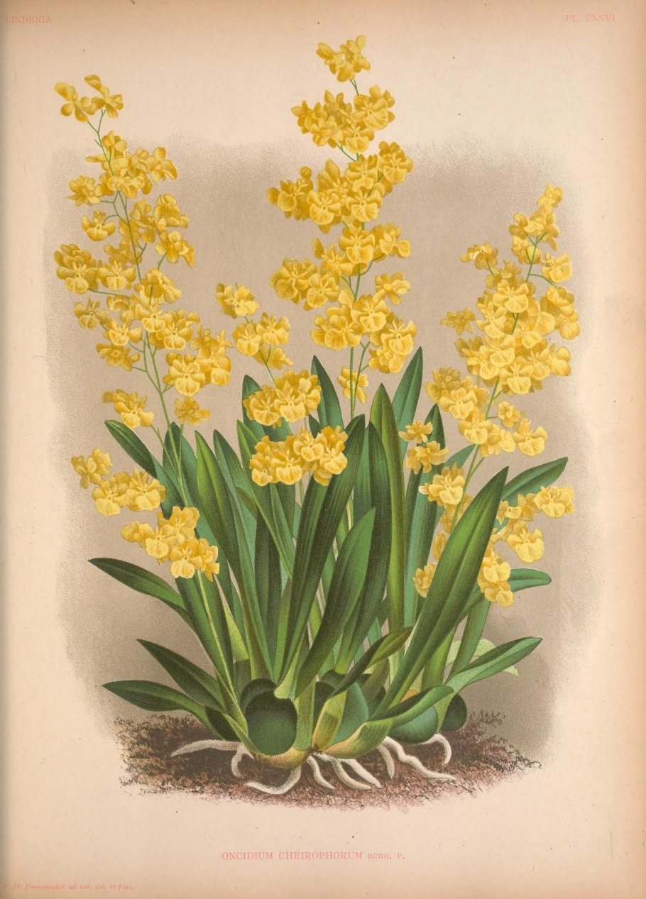 Oncidium cheirophorum