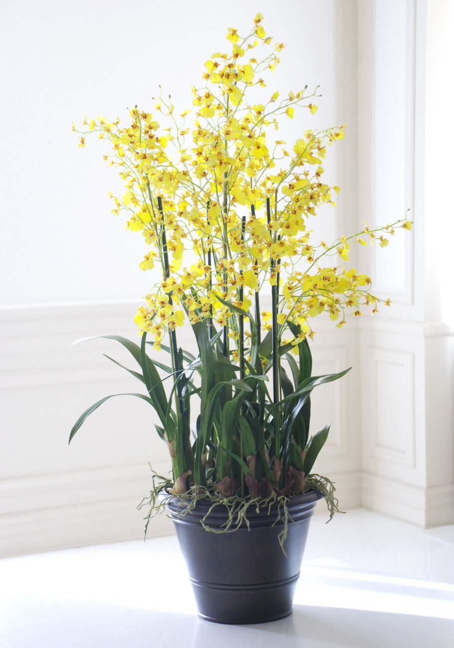 Onc.obryzatum'shiny Gold'