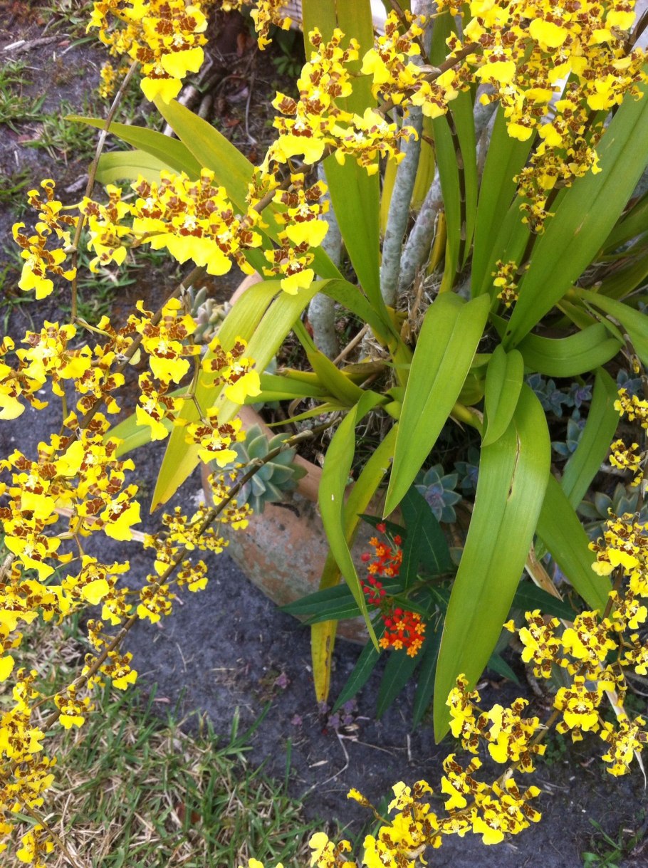 Oncidium Croesus