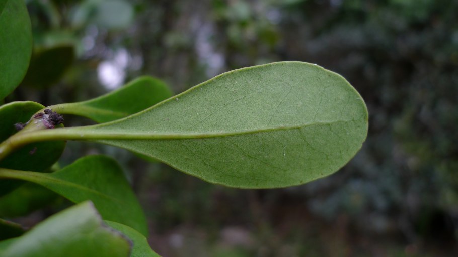 Cheirolophus massonianus