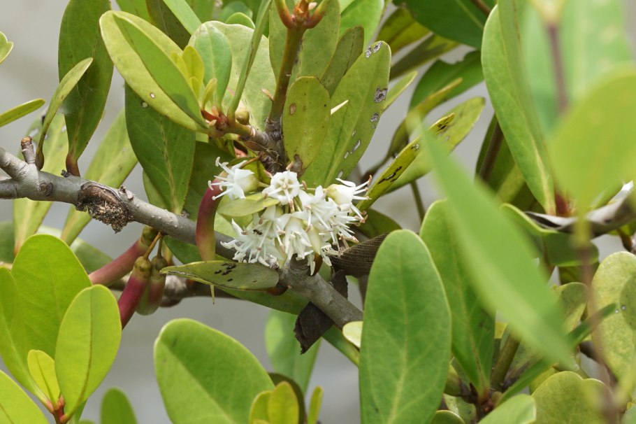 Вивипария растений