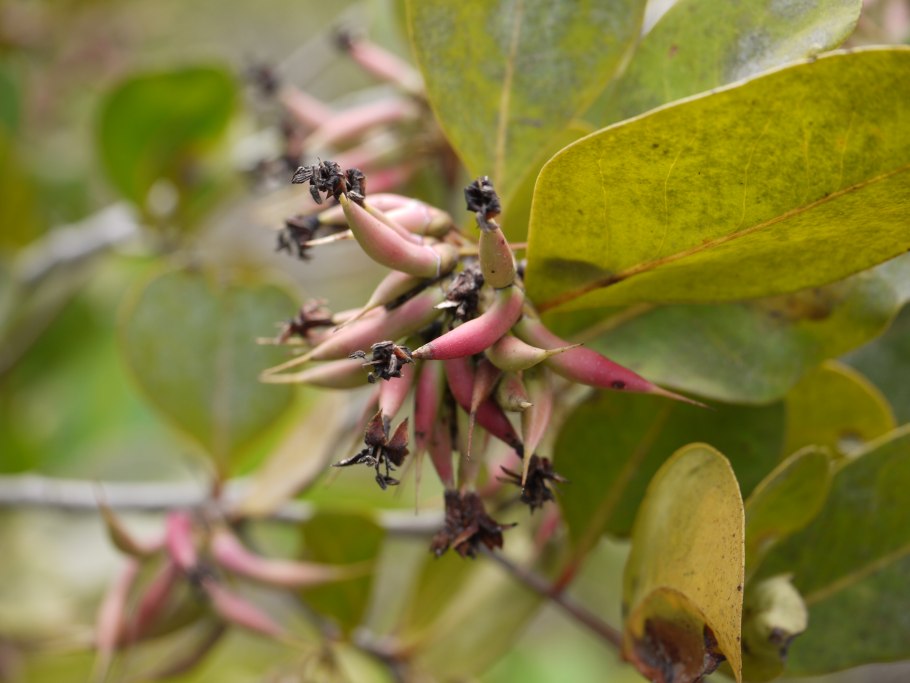 Aegiceras corniculatum