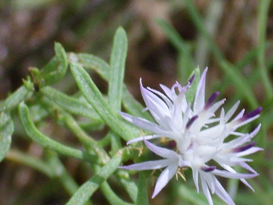 Argyroxiphium kauense