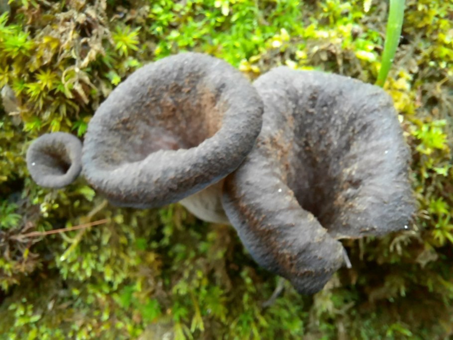 Ризофора живородящее дерево