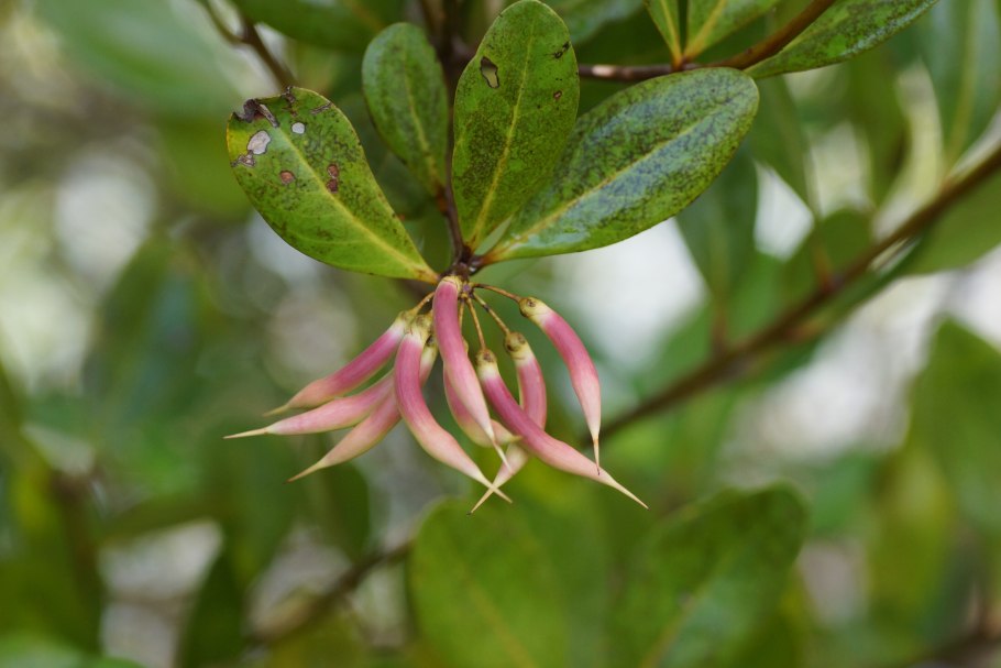 Агаллоховое дерево