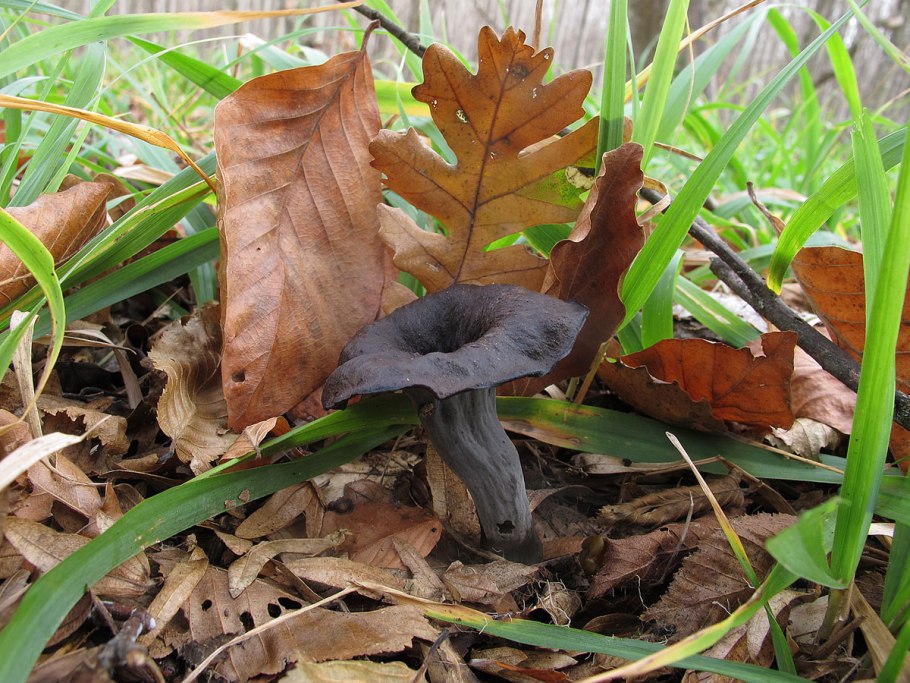 Aegiceras corniculatum