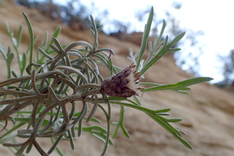 Вороночник рожковидный