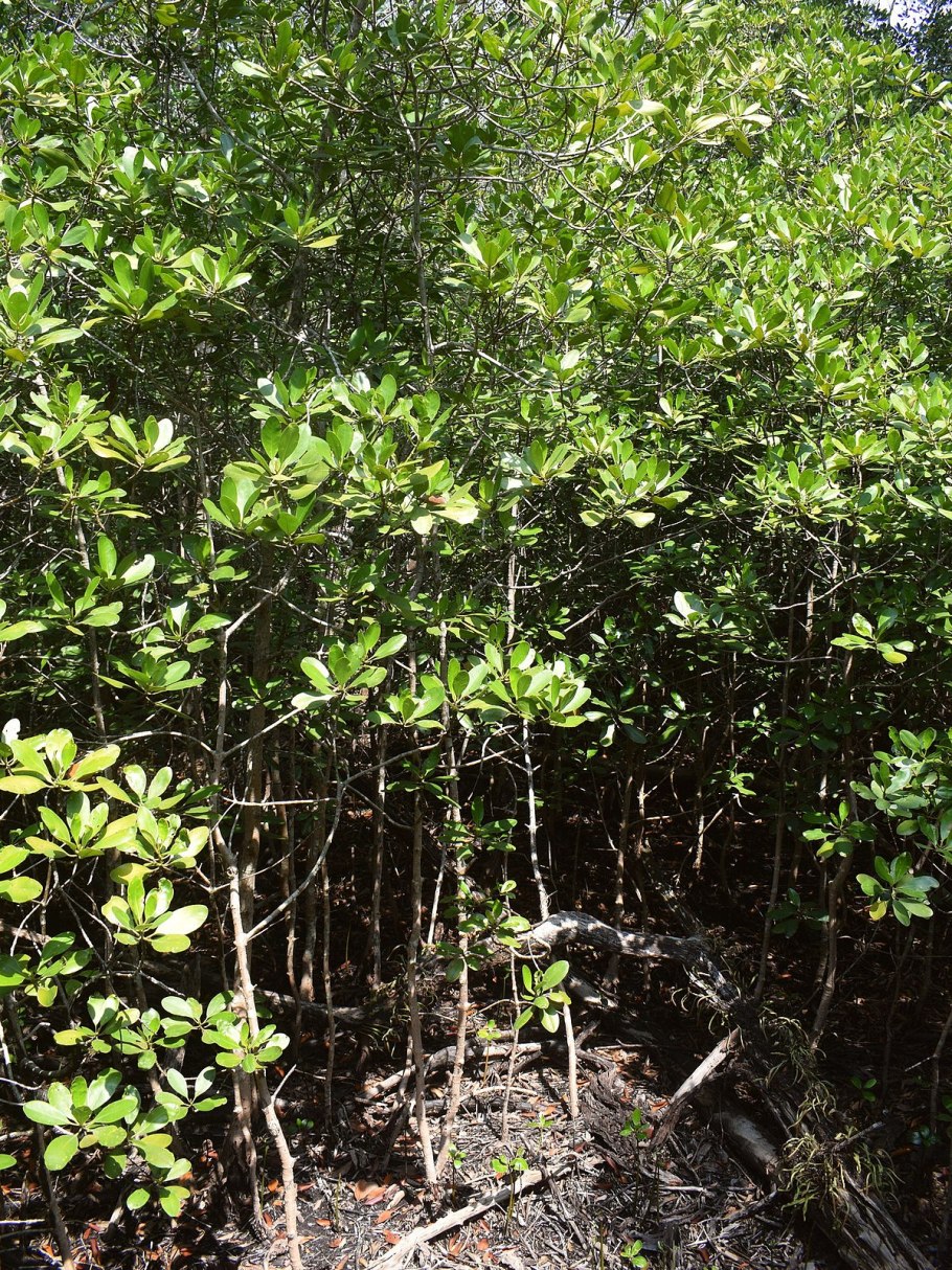 Цериопс тагал