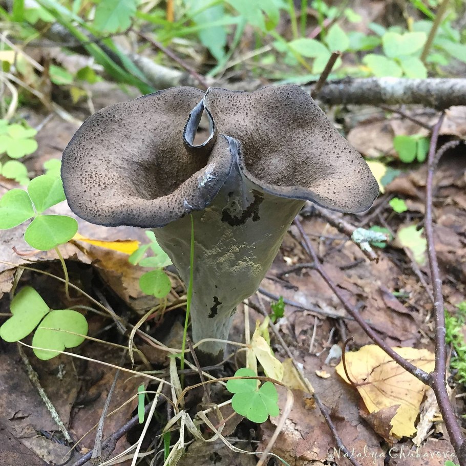 Грибы чёрные лисички в лесах горячего ключа